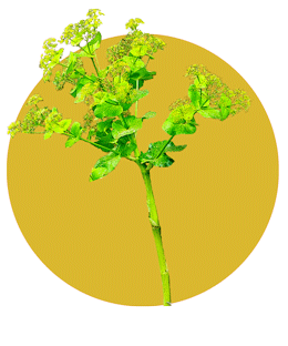 گیاه آوندول در طبیعت ایلام